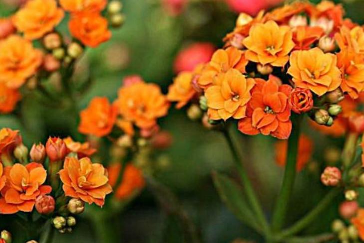 c1和c2有什么区别，学车c1好还是c2